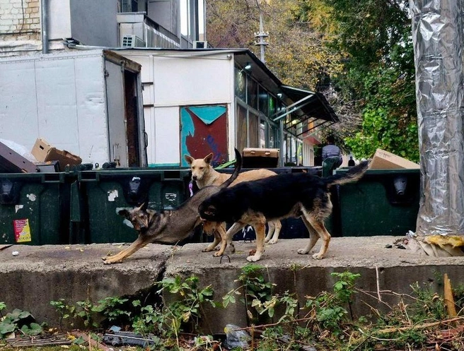Типичная картина для Саратова | Источник: Виктория Федорова / 164.RU