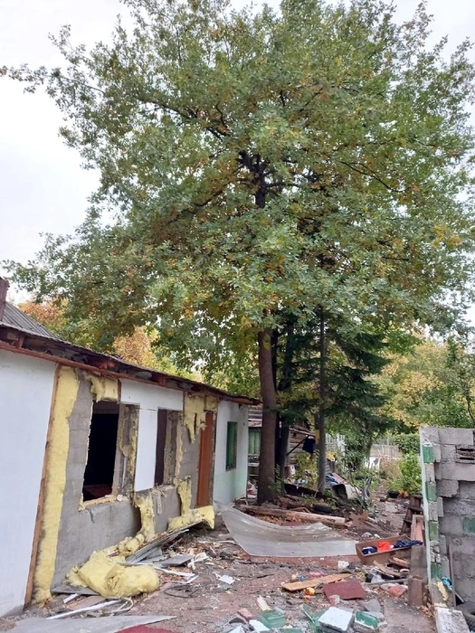 Черешчатые дубы росли во дворе дома, который снесли в 2021 году | Источник: Юлия Кондинкина
