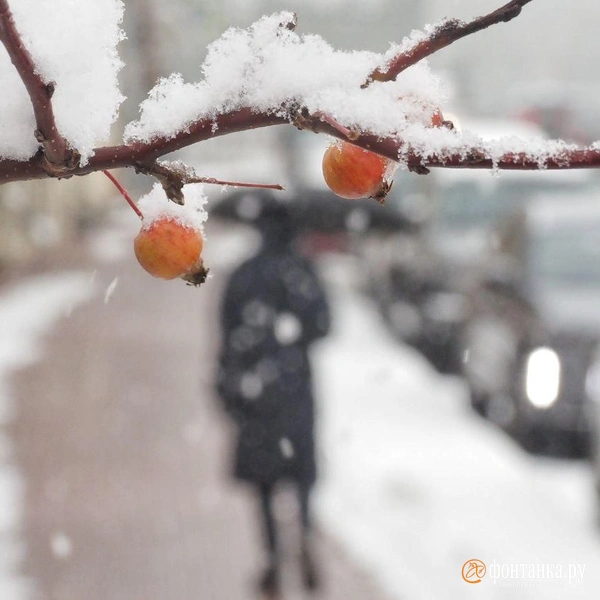 Источник: Михаил Огнев / FONTANKA.RU 