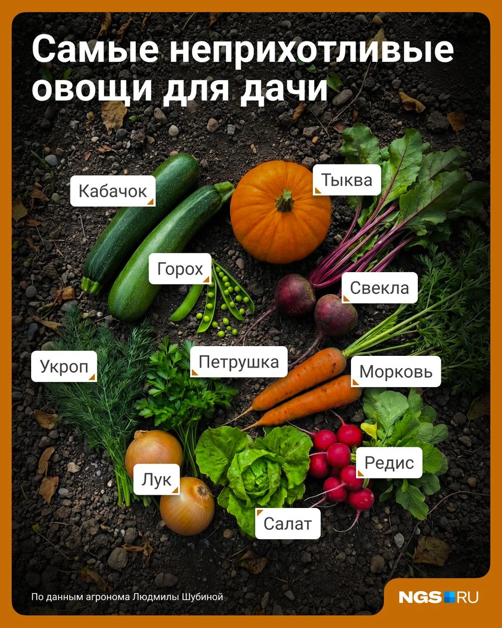 Если не хотите проводить всё свободное время на грядке, то следует присмотреться к этим овощам | Источник: Семен Казьмин / Городские медиа