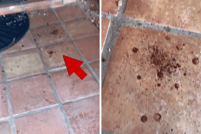 Video Shows Blood at Home of Savannah Guthrie's Missing Mother