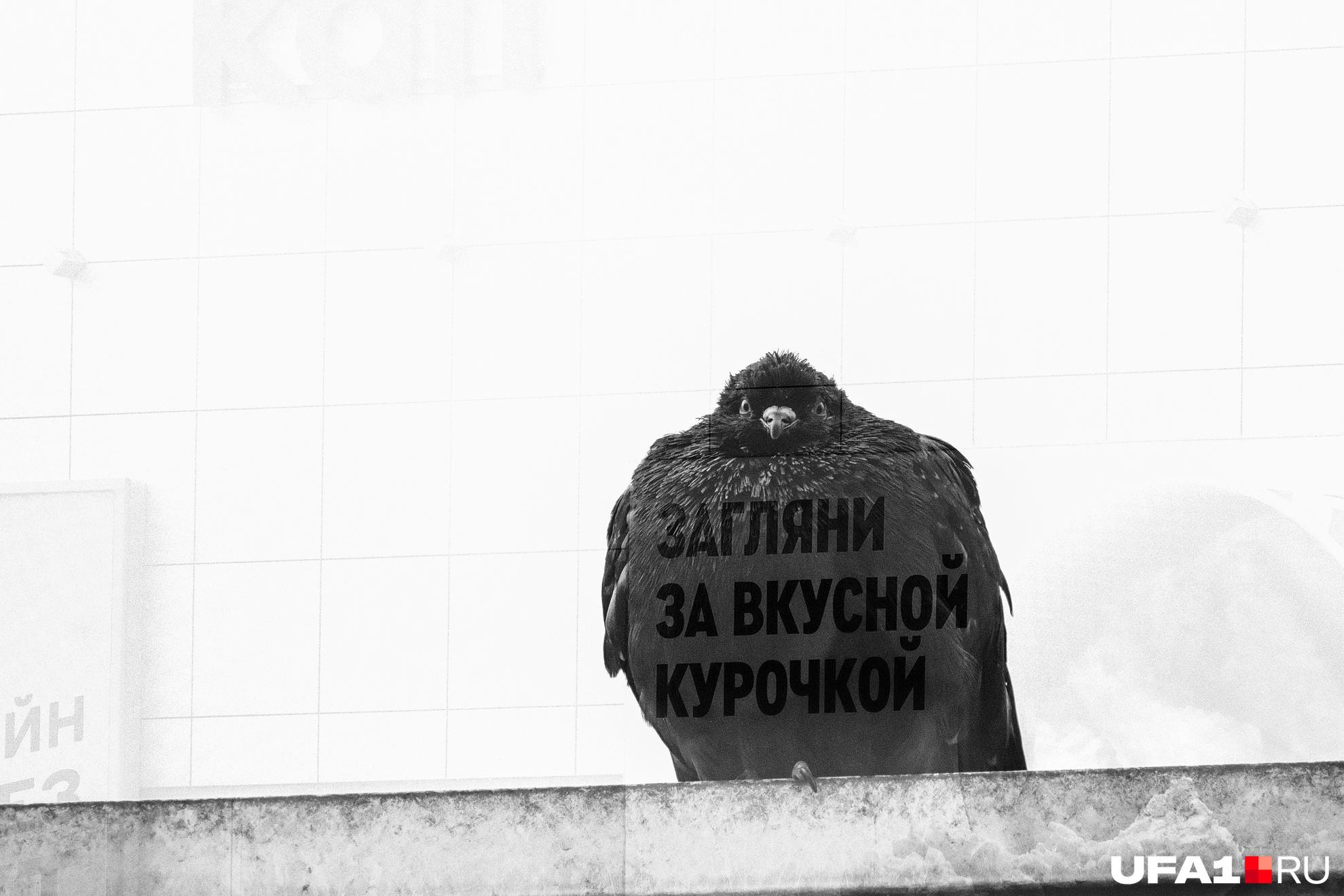 Слишком жизненно: смешные картинки и мемы с голубями, в которых вы узнаете себя