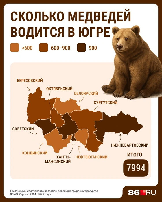В лесах Югры водится около 8 тысяч медведей | Источник: Серафима Пантыкина / Городские медиа