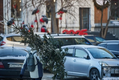 Новосибирцы назвали сроки уборки новогодних елок