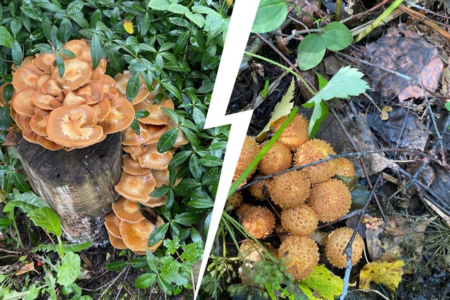 Съедобные чешуйчатки обладают специфичным вкусом и запахом  | Источник: «Грибы и Грибники Подмосковья» / vk.com, Павел Лыхин / «Грибы и Грибники Подмосковья» / vk.com