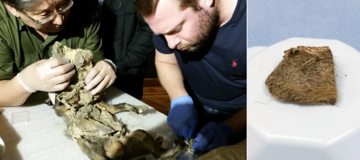 В желудке волчонка обнаружили ДНК одного из последних в мире шерстистых носорогов