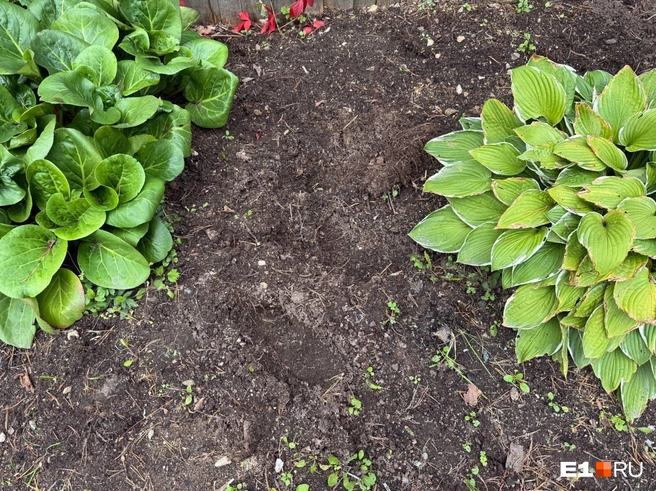 На грядке остались следы | Источник: Дарья Костомина / E1.RU