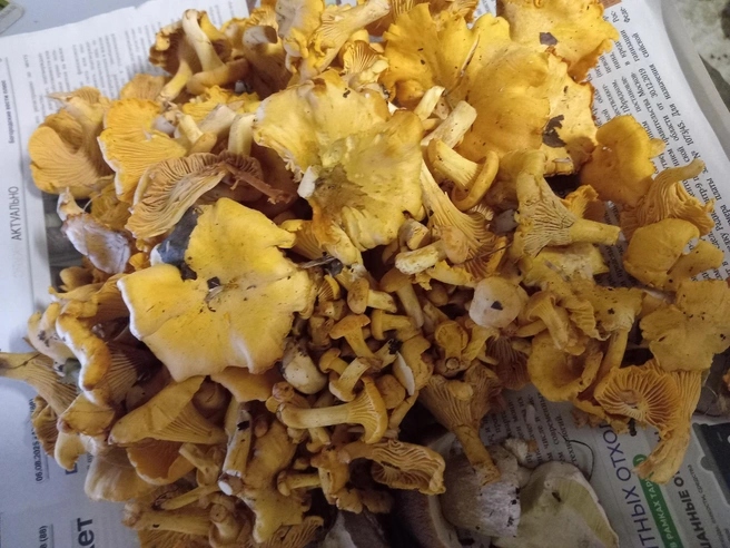 Источник: Ира Сараева / Грибы в Подмосковье 2025 / VK.com