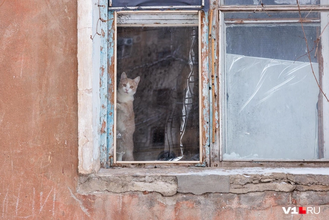 Только кошка, как и прежде, с любопытством выглядывает на происходящее за окном | Источник: Алексей Волхонский / V1.RU