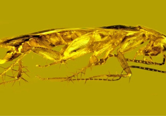 «Для него это лучшее место»: в янтаре впервые нашли таракана и его сперму возрастом 30 млн лет