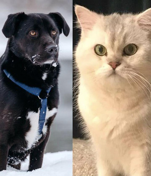 Котопёс недели: кот Пудинг и пёс Пумыч ждут своих людей