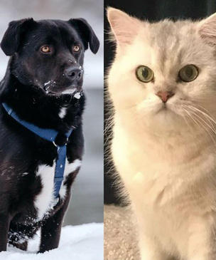 Котопёс недели: кот Пудинг и пёс Пумыч ждут своих людей