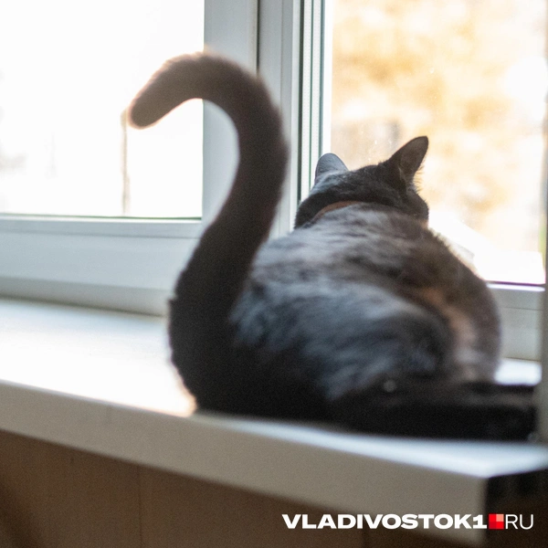 Источник: Елена Буйвол / VLADIVOSTOK1.RU