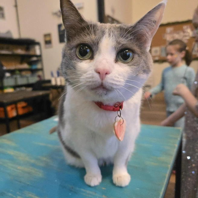 Красотка знает лоток, привита, стерилизована, обработана от паразитов и проверена на основные хронические вирусы  | Источник: Котейня «ЧуКОТка» | котокафе Самара
