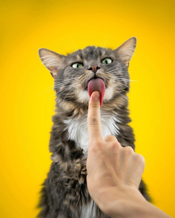 Источник: comedypetphoto_awards / Instagram.com (экстремистская организация, деятельность запрещена на территории РФ)
