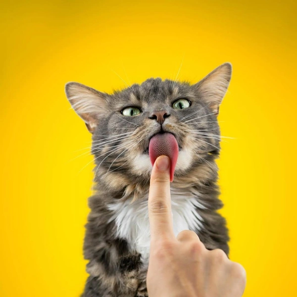 Источник: Birgit Weiß / @comedypetphoto_awards