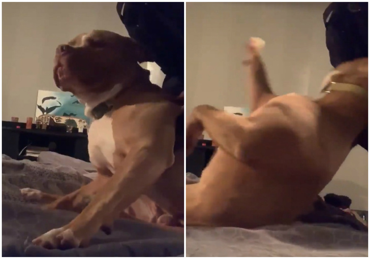Видео, на котором хозяин пытается согнать с кровати очень ленивую собаку, стало вирусным