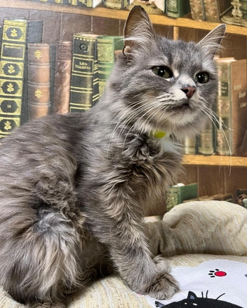 Кошка пока что живет в приюте | Источник: предоставила куратор