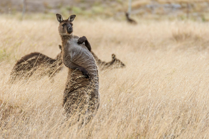 Разоблачение кенгуру: ученые рассказали, что они прыгали не всегда. Но как тогда передвигались?