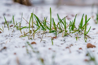 Когда в пермских лесах растает снег: прогноз