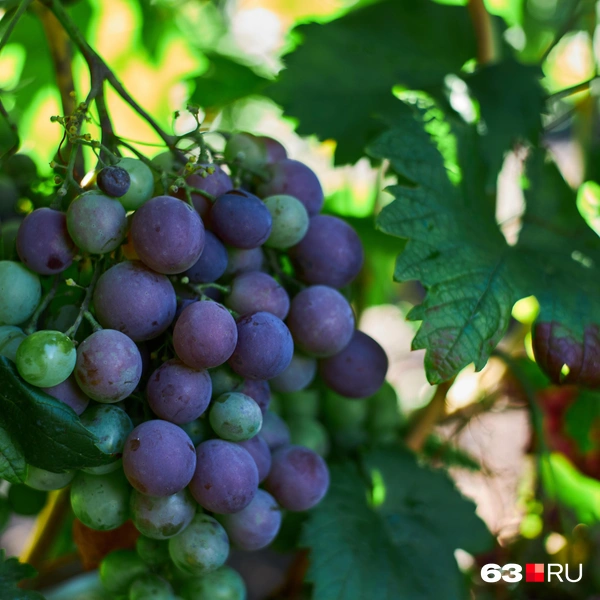 Источник: Роман Данилкин / 63.RU