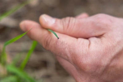 Омская область вошла в число лидеров по укусам клещей