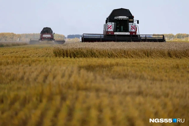 Пока стоит хорошая погода, важно убрать как можно больше урожая  | Источник: Евгений Софийчук / NGS55.RU 
