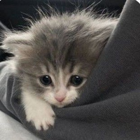 Аватарка Карась