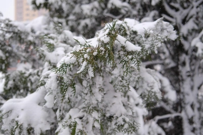 Forecasters Reveal What Will Replace Abnormal Frosts in Voronezh