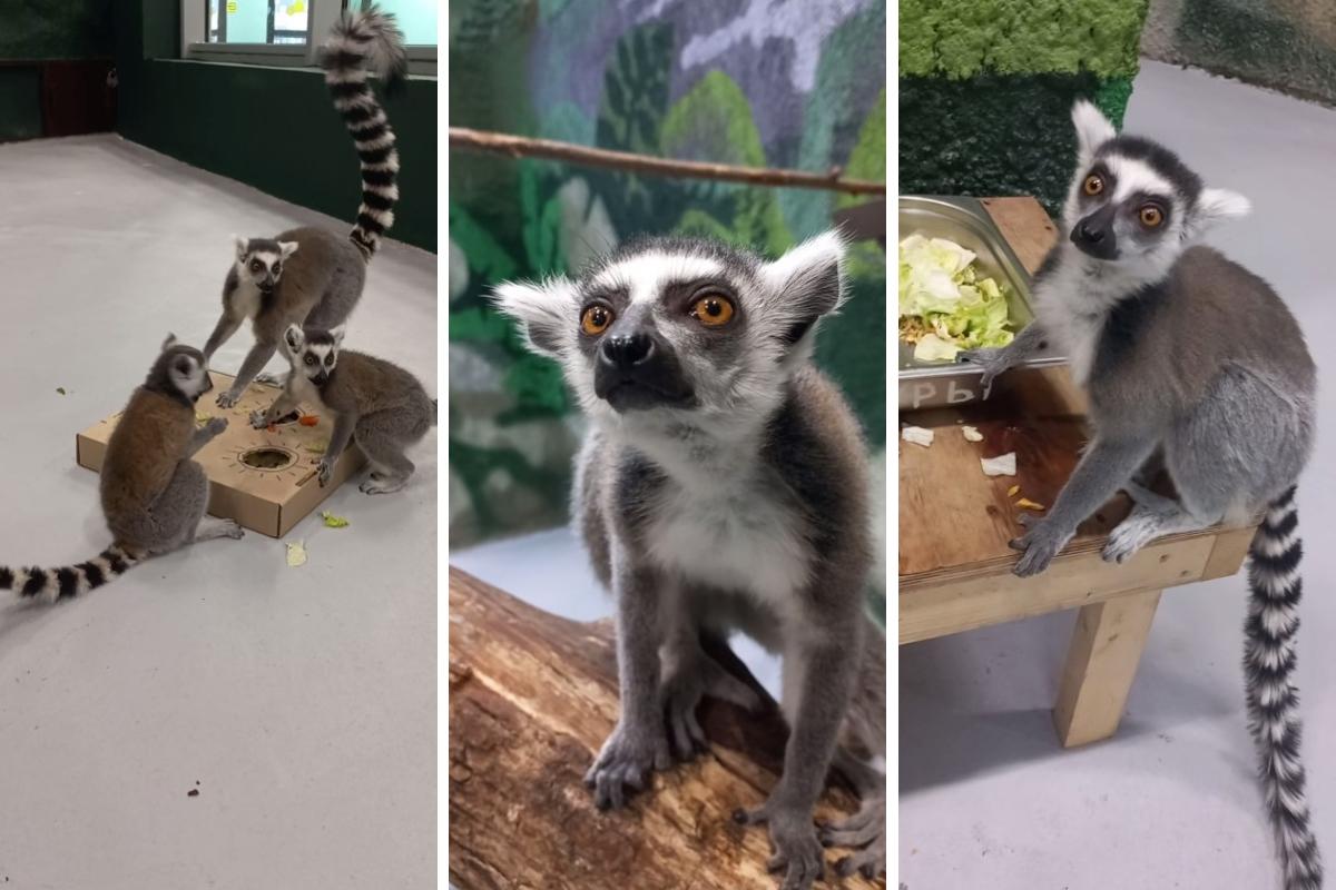 Любят подурачиться: в Пермском зоопарке показали, как живут кошачьи лемуры  мемное видео