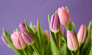 Какие цветы  лучше не дарить на 8 марта, посоветовал врач
