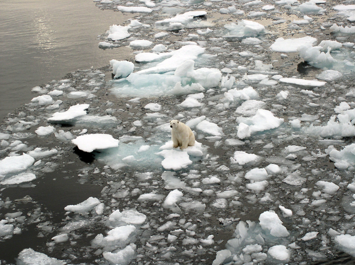 Хозяин Арктики: 10 самых неожиданных фактов о белом медведе
