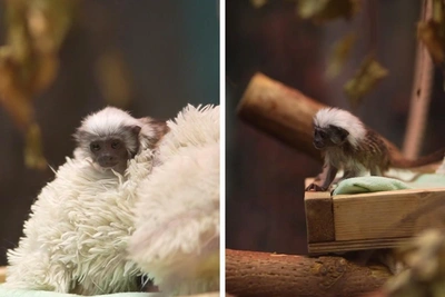 Novosibirsk Zoo hand-rears cotton-top tamarin baby after mother rejects it