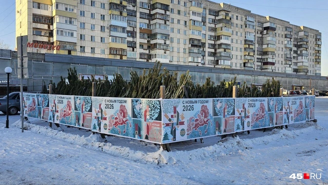 Ёлочный базар возле Детского мира | Источник: Дарья Никитченко / 45.RU