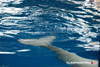 Источник: Елена Буйвол / VLADIVOSTOK1.RU