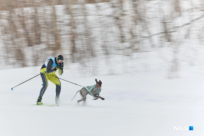 Ездовым собакам нужны постоянные тренировки | Источник: Александр Ощепков / NGS.RU