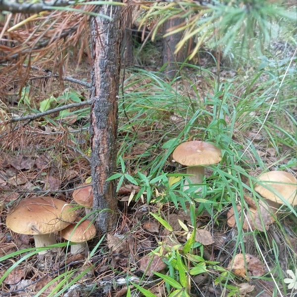 Источник: «Грибы и грибники Екатеринбурга и Свердловской области» / Vk.com