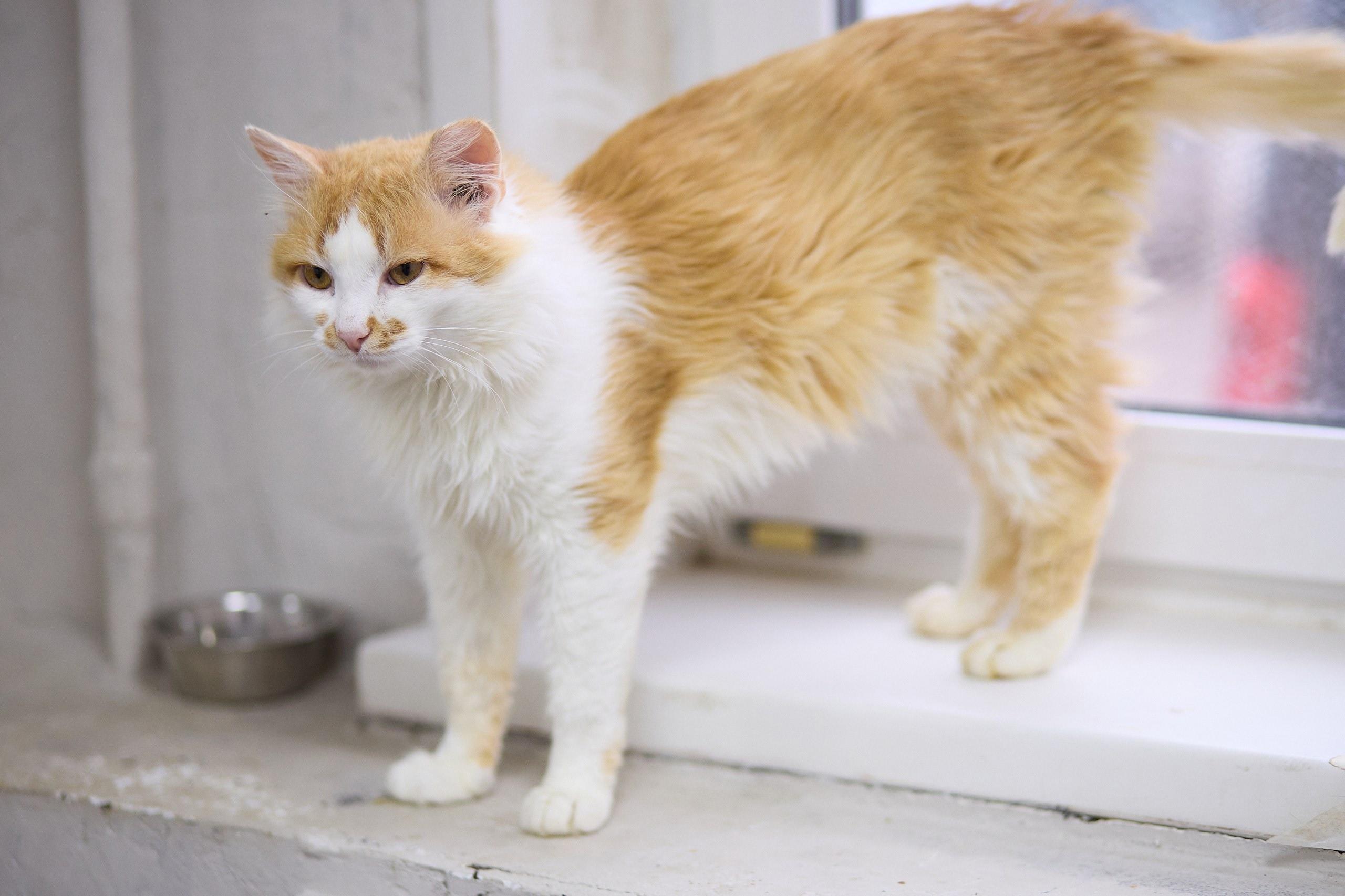 Коту Гонщику с необычным окрасом ищут дом в Перми