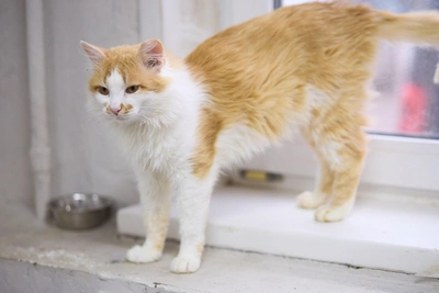 Коту Гонщику с необычным окрасом ищут дом в Перми