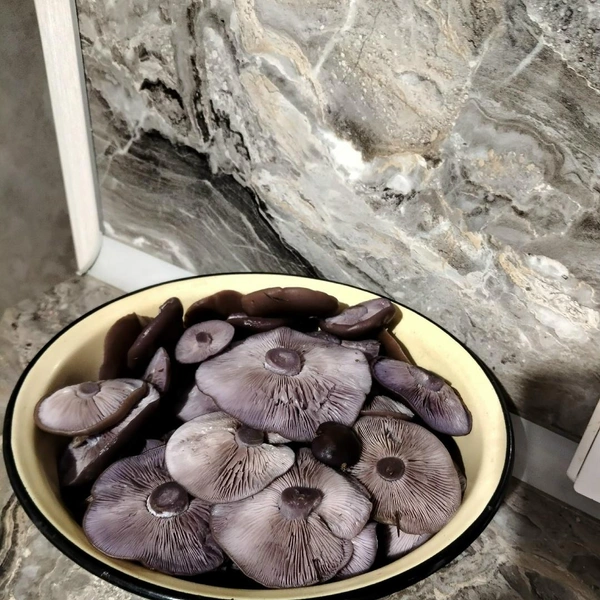 Урожай из Щелковского района | Источник: Антонина Нестерова / Грибы в Подмосковье 2025 / VK.com