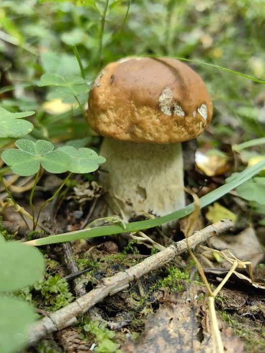 Крепкие и миниатюрные грибы попались Павлу  | Источник: Грибы. Ягоды. Травы. Челябинск и область. / Vk.com