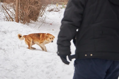 "Not to exterminate, but to secure": Suntsov takes personal control of dog attack situation in Yasny