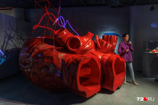 Примерно такого размера сердце у кита | Источник: Ирина Шарова / 72.RU