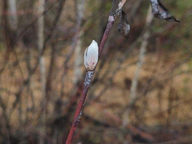 Появление почек в декабре кажется невероятным. | Источник: читатель NN.RU