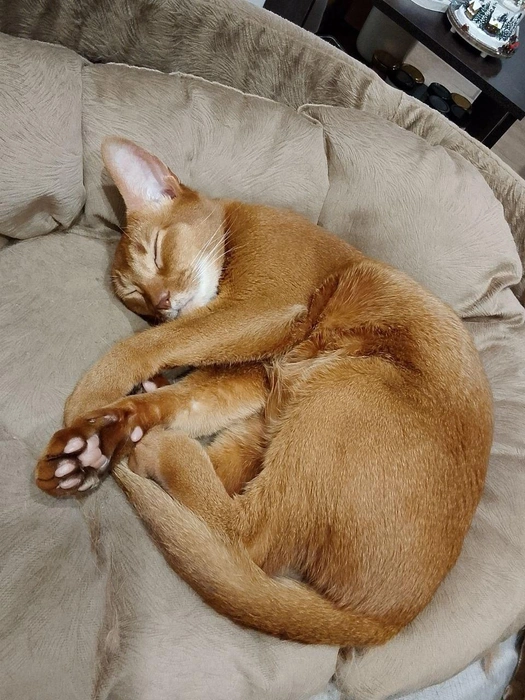 Анна называет Симбу своим хвостиком, его окрас&nbsp;— соррель (переводится как гнедой) | Источник: читательница Анна