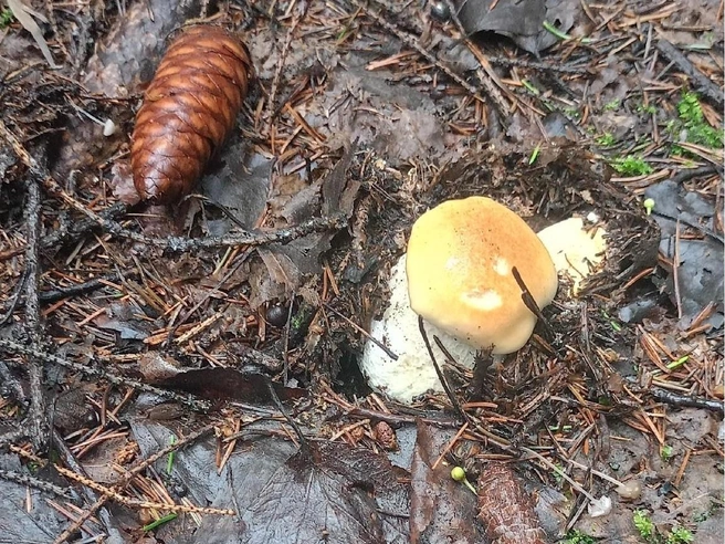 Грибы собирают с середины июля до самого октября | Источник: Илья Конев / «Грибы. Грибники Омска и Омской области» / vk.com