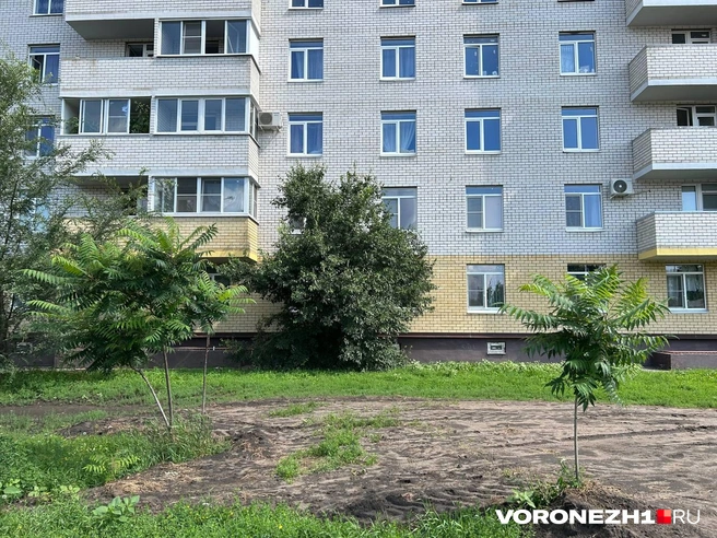 Куст, на который приземлился ребенок | Источник: Мария Мишукова / Voronezh1.ru