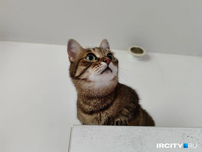 Гермиона — самая спокойная и сдержанная кошечка в семье. Любит одиночество и ценит личное пространство. Поэтому ее можно найти, например, на шкафу | Источник: Алина Ринчино / «ИрСити»