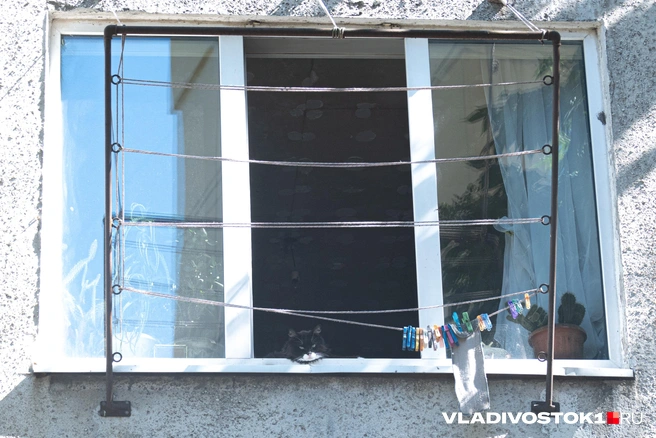 А это прямо-таки владелец улицы как минимум | Источник: Елена Буйвол / VLADIVOSTOK1.RU