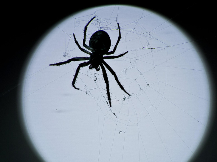 Тайны Черного паука: 6 предсказаний, которые навсегда перевернут нашу жизнь